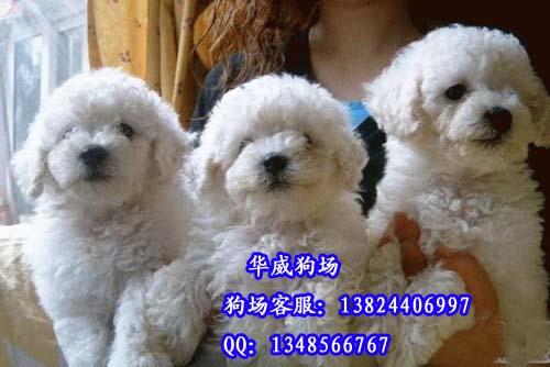 供应广州什么地方有卖比熊犬纯种 白色 法国纯种 卷毛小型犬比熊狗