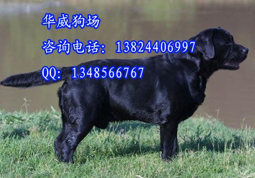 供应导盲犬拉布拉多出售广州华威狗场专业繁殖纯种导盲犬拉布拉多犬