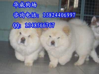 广州卖松狮犬的地方批发