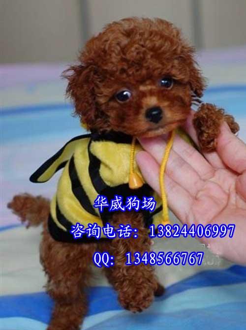 广州市东莞哪里有卖纯种贵宾犬贵宾犬图片厂家供应东莞哪里有卖纯种贵宾犬贵宾犬图片