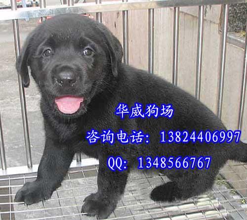 供应广州纯种拉布拉多犬是什么价格广州哪个地方的拉布拉多犬比较好