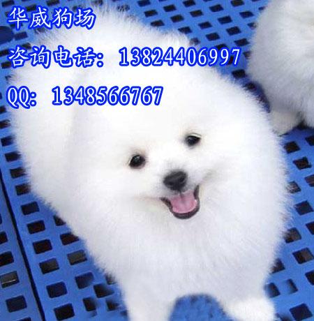 供应什么地方有卖纯种哈多利博美犬广州纯种博美犬出售小型犬博美狗