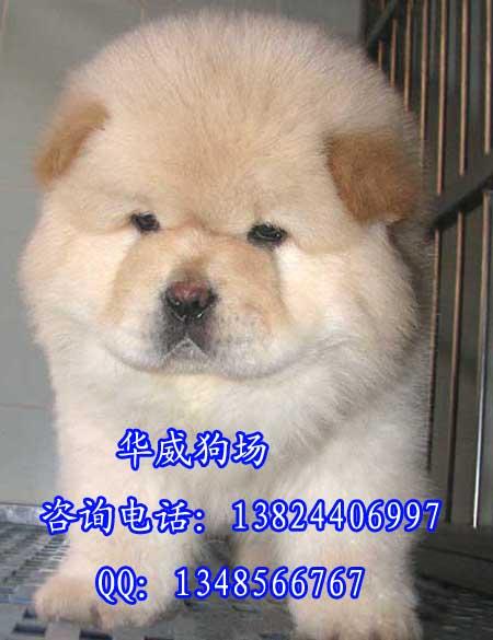 广州纯松狮宠物狗价格批发