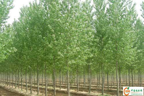 供应3-5公分杨树苗、品种齐全、量大、价格合理