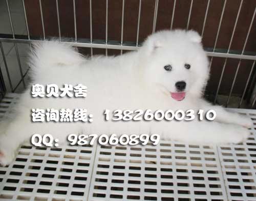广州那里有卖宠物狗萨摩犬萨摩耶狗批发
