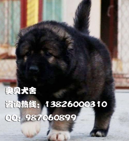 广州卖狗狗 深圳东莞中山珠海哪里有卖高加索 纯种高加索犬 巨型犬图片