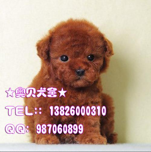 泰迪熊犬和玩具泰迪熊哪种好养广州哪里有卖贵宾狗广州养哪种宠物狗好
