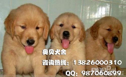 黄金毛犬广州哪里有卖纯种金毛犬幼犬广州什么地方有卖黄金金毛狗小狗
