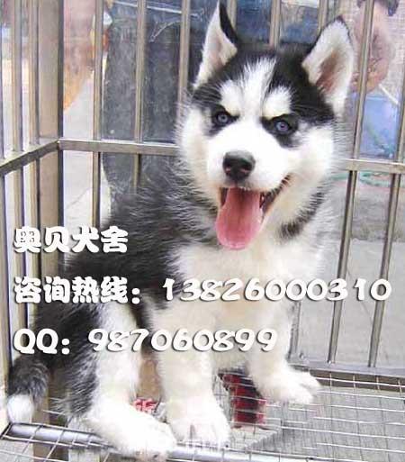供应雪橇犬哈士奇犬价钱广州哈士奇犬雪橇狗广州哪里有卖纯种哈士奇犬