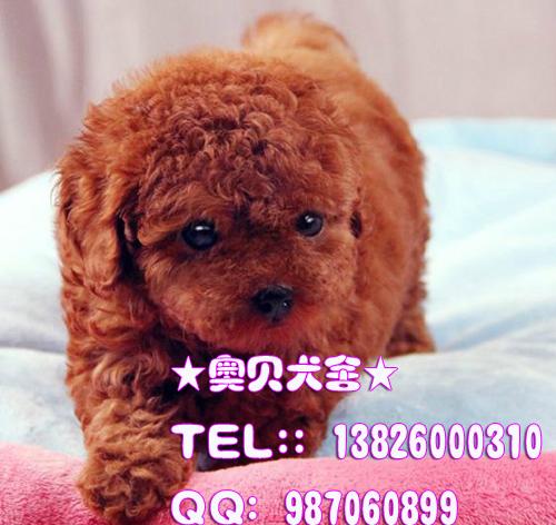 广东广州出售宠物狗贵宾泰迪熊批发