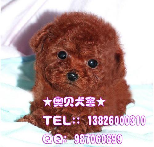 广州泰迪熊广州哪里有卖咖啡色泰迪熊朱古力色泰迪熊红色泰迪熊宠物狗
