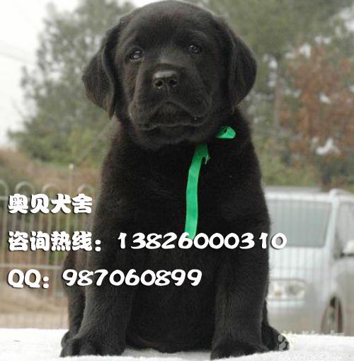 拉布拉多狗广州哪里有卖纯种拉布拉多导盲犬什么地方有卖拉布拉多小狗