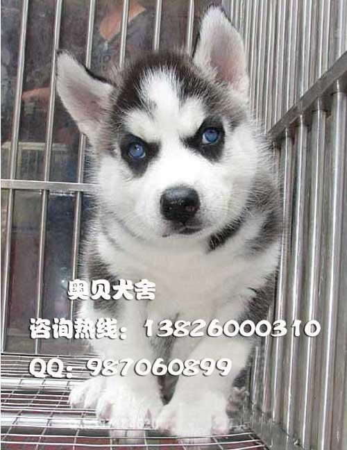 供应雪橇犬哈士奇犬价钱广州哈士奇犬雪橇狗广州哪里有卖纯种哈士奇犬