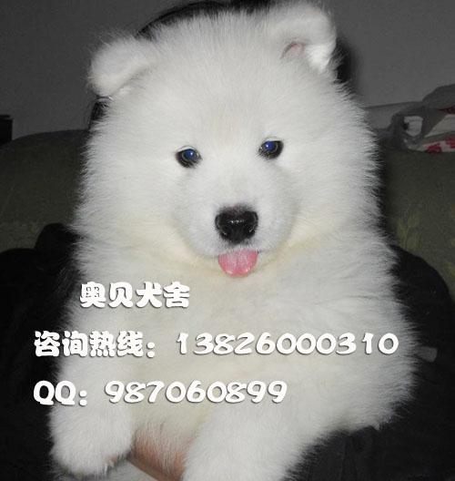 广州哪里有卖纯种萨摩犬广州萨摩耶批发