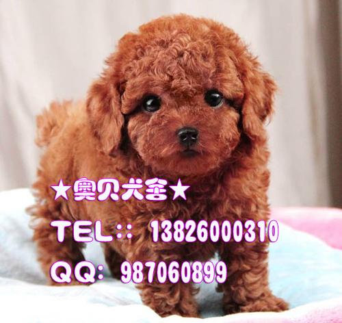 广州哪里有卖玩具型贵宾犬小型犬批发