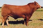 供应安徽种牛母牛涡阳种牛母牛价格种牛买牛养殖场