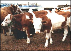 供应赤峰养啥牛赤峰当地牛价格赤峰牛羊养殖场