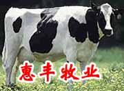 养海伏特牛好育肥8养高产奶牛8卖牛奶图片