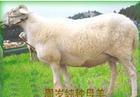 江苏波尔山羊纯种鲁西黄牛波尔山羊 常州小尾寒羊养殖场