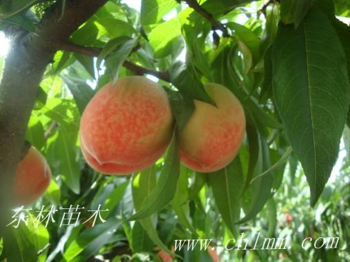 供应中国沙红桃苗