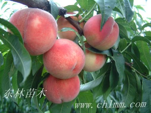 供应新品种特早红桃树苗
