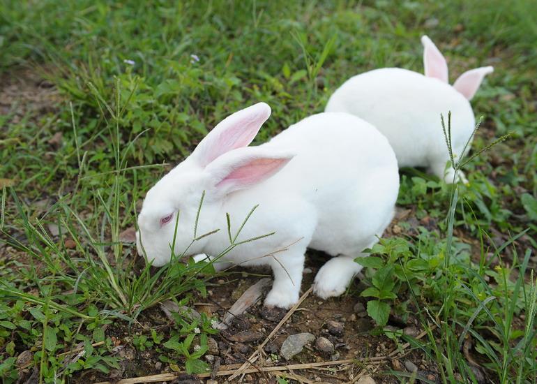 四川獭兔养殖#黑兔养殖#2011年獭兔养殖前景#獭兔的养殖方法四