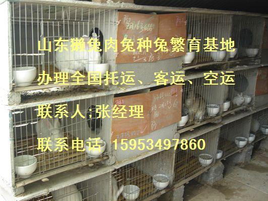 济宁市獭兔养殖网獭兔种兔价格獭兔皮厂家