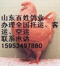 中国肉鸽养殖网肉鸽报价肉鸽发批发