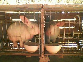野兔养殖#河南獭兔养殖厂#獭兔养殖周期#獭兔的养殖#野兔养殖河南图片