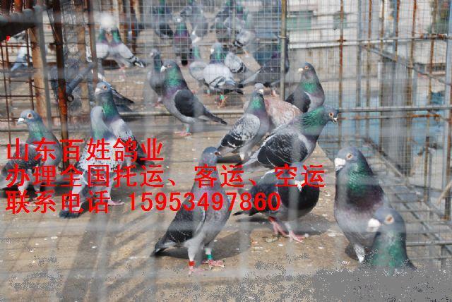 黑龙江鸽子养殖肉食鸽养殖北京批发
