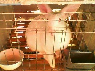 济宁市獭兔养殖养殖獭兔厂家