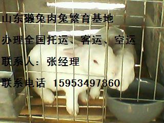 2011年肉兔的价格#2011肉兔#重庆肉兔种兔#獭兔与肉兔的区