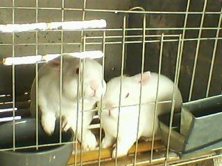中国獭兔养殖网#赖兔养殖#家兔养殖#獭兔养殖qq群 中国獭兔养殖