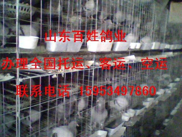 2011年肉鸽前景#肉鸽苗价格#河南肉鸽销售#肉鸽养殖效益 20图片