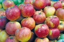 供应藤木苹果哪里有，山东苹果基地，兴旺苹果批发