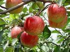供应藤木苹果生产供应