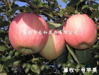 供应山东藤木苹果供应商
