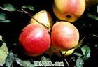 藤木苹果供应，藤木苹果供应，山东藤木苹果供应商