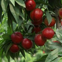 大量批发126油桃品质好个大市场需批发