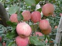 供应大量出售山东优质红富士苹果