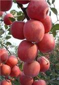 供应山东无公害红富士，山东红富士苹果，大量供应冷库苹果