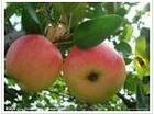 供应藤木苹果成熟了，山东早熟苹果，山东苹果价格