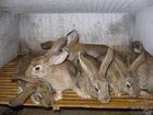养殖野兔肉供应批发