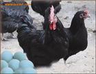 吉安市绿壳蛋鸡厂家供应绿壳蛋鸡