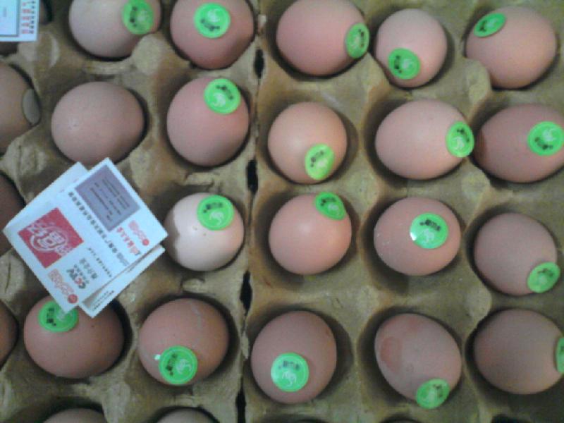 供应广州最大的初生蛋销售企业