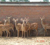 北京市养殖场鹿的价格厂家供应养殖场鹿的价格