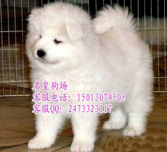 供应广州纯种萨摩耶广州萨摩犬价格多少广州哪里有卖纯种萨摩耶犬幼犬