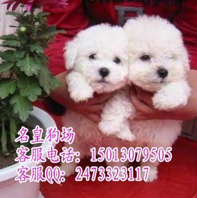 广州比熊犬广州哪里有卖纯种比熊犬供应广州比熊犬广州哪里有卖纯种比熊犬