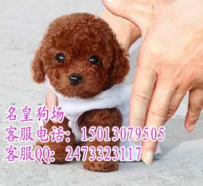供应广州什么地方有卖泰迪熊纯种泰迪犬
