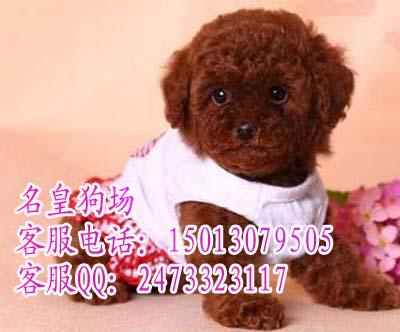 广州卖宠物狗的地方广州哪里有泰迪批发